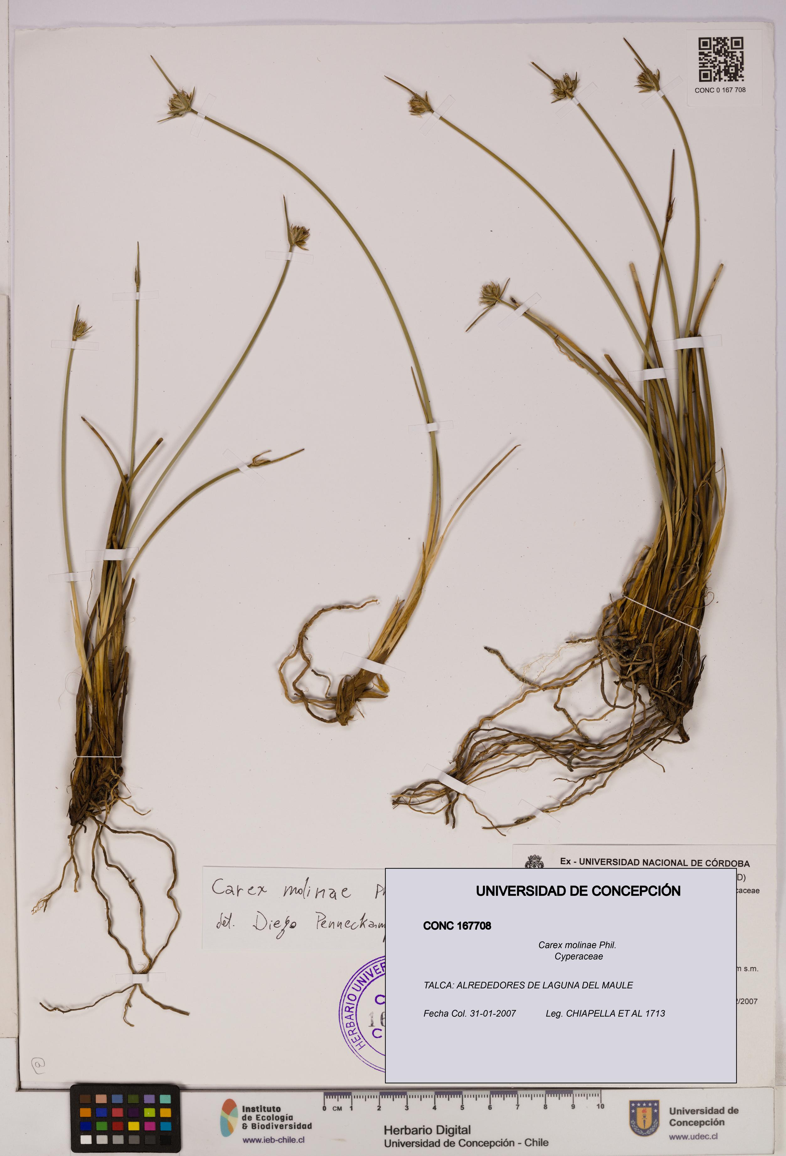 Carex molinae [Espécimen: UDEC:CONC:0167708]