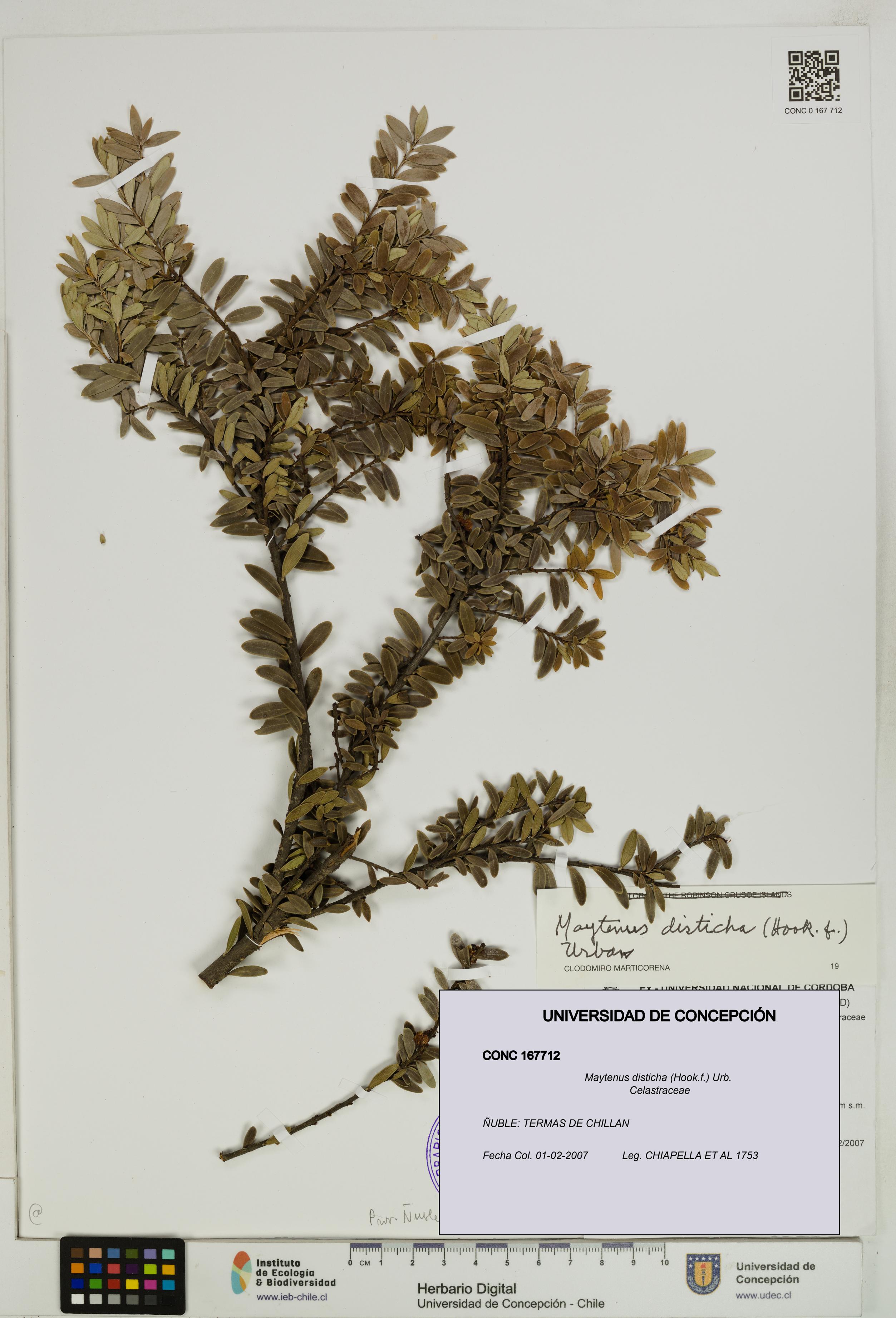 Maytenus disticha [Espécimen: UDEC:CONC:0167712]