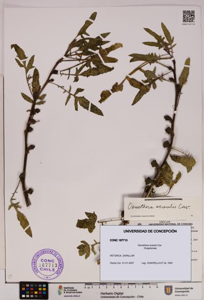 Oenothera acaulis [Espécimen: UDEC:CONC:0167713]