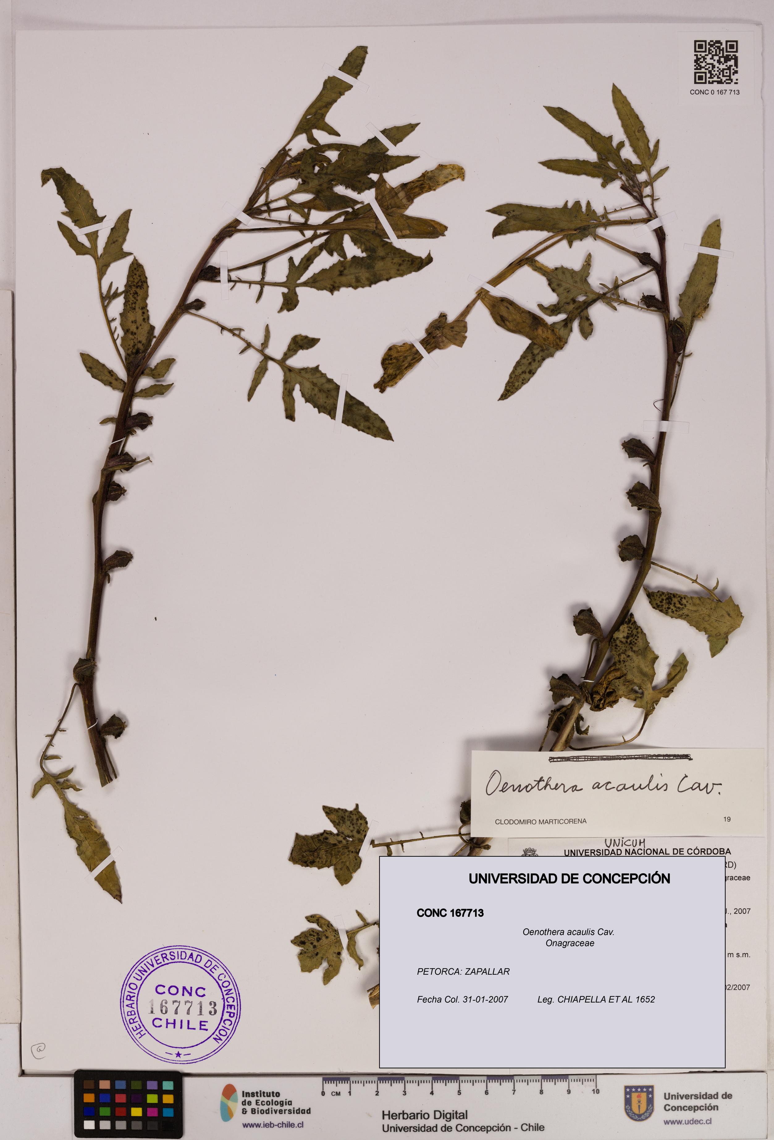 Oenothera acaulis [Espécimen: UDEC:CONC:0167713]