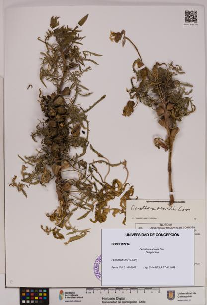 Oenothera acaulis [Espécimen: UDEC:CONC:0167714]