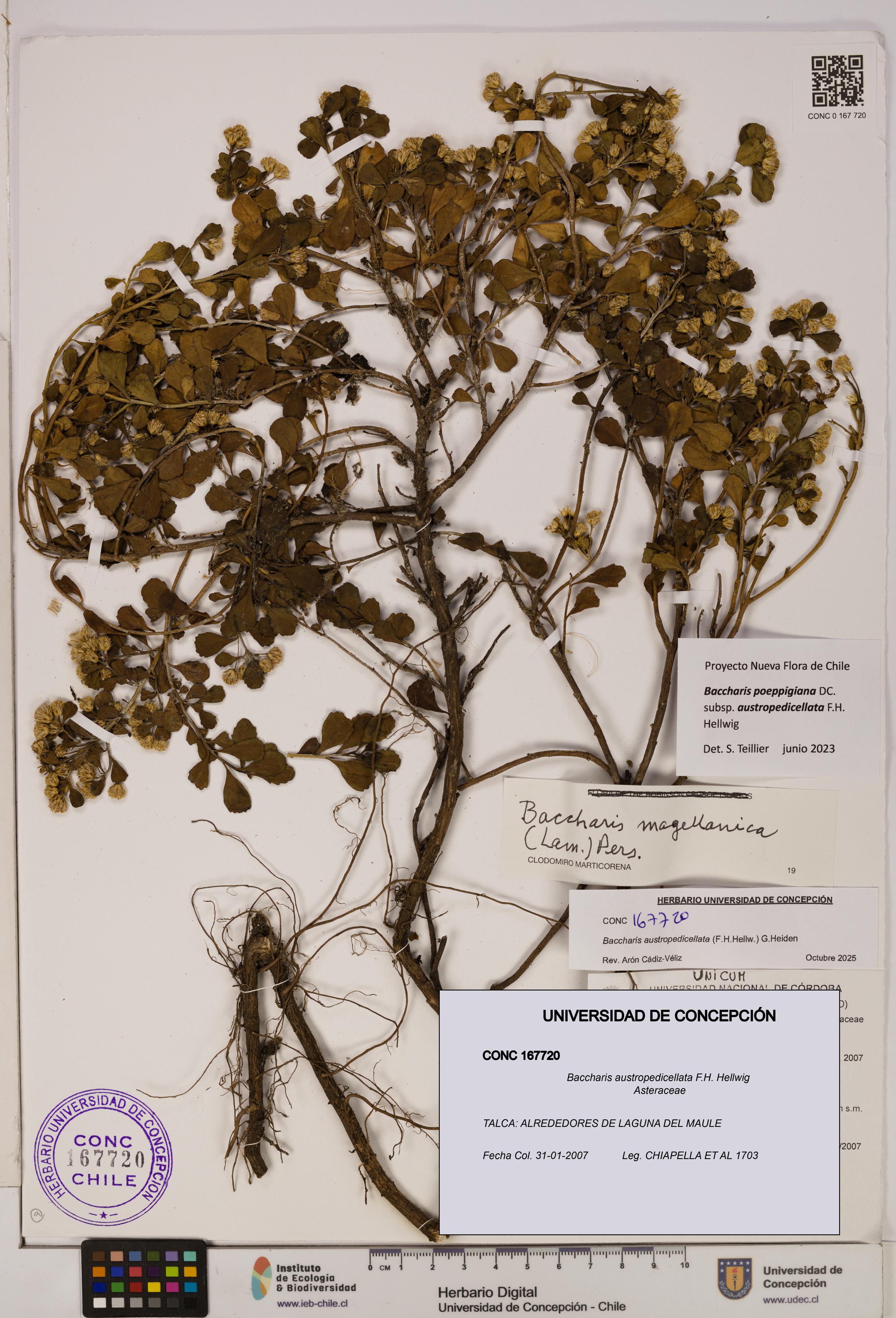Baccharis austropedicellata [Espécimen: UDEC:CONC:0167720]