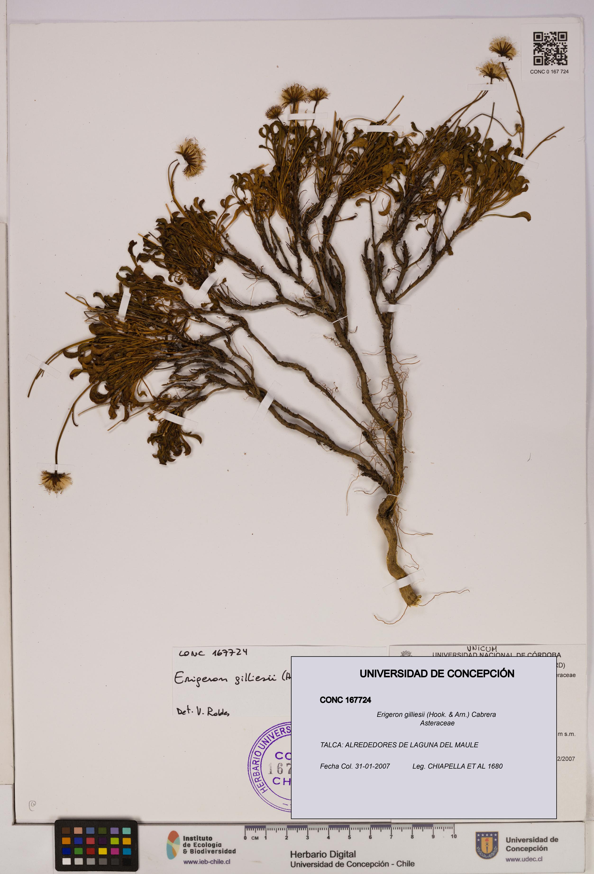 Erigeron gilliesii [Espécimen: UDEC:CONC:0167724]