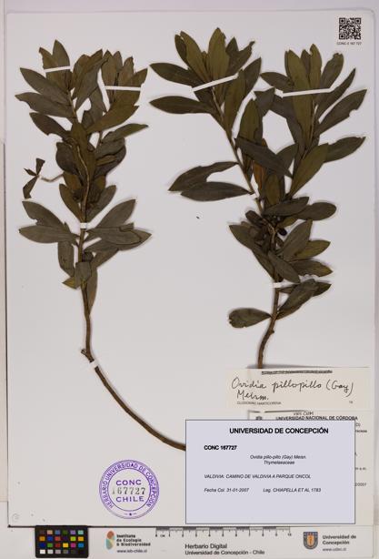 Ovidia pillo-pillo [Espécimen: UDEC:CONC:0167727]