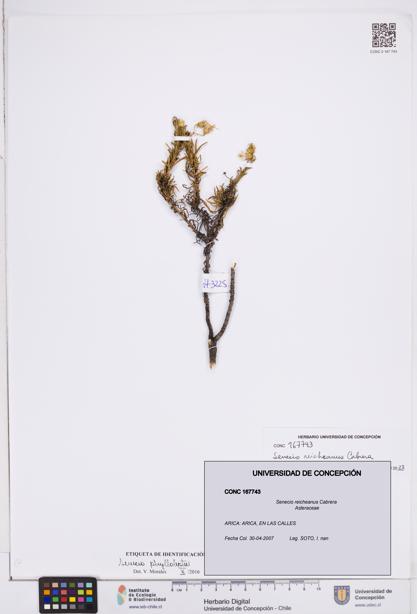 Senecio reicheanus [Espécimen: ]