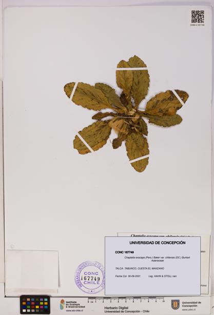 Chaptalia exscapa var. chilensis [Espécimen: UDEC:CONC:0167749]