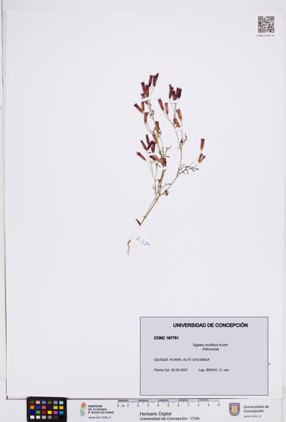Tagetes multiflora [Espécimen: ]