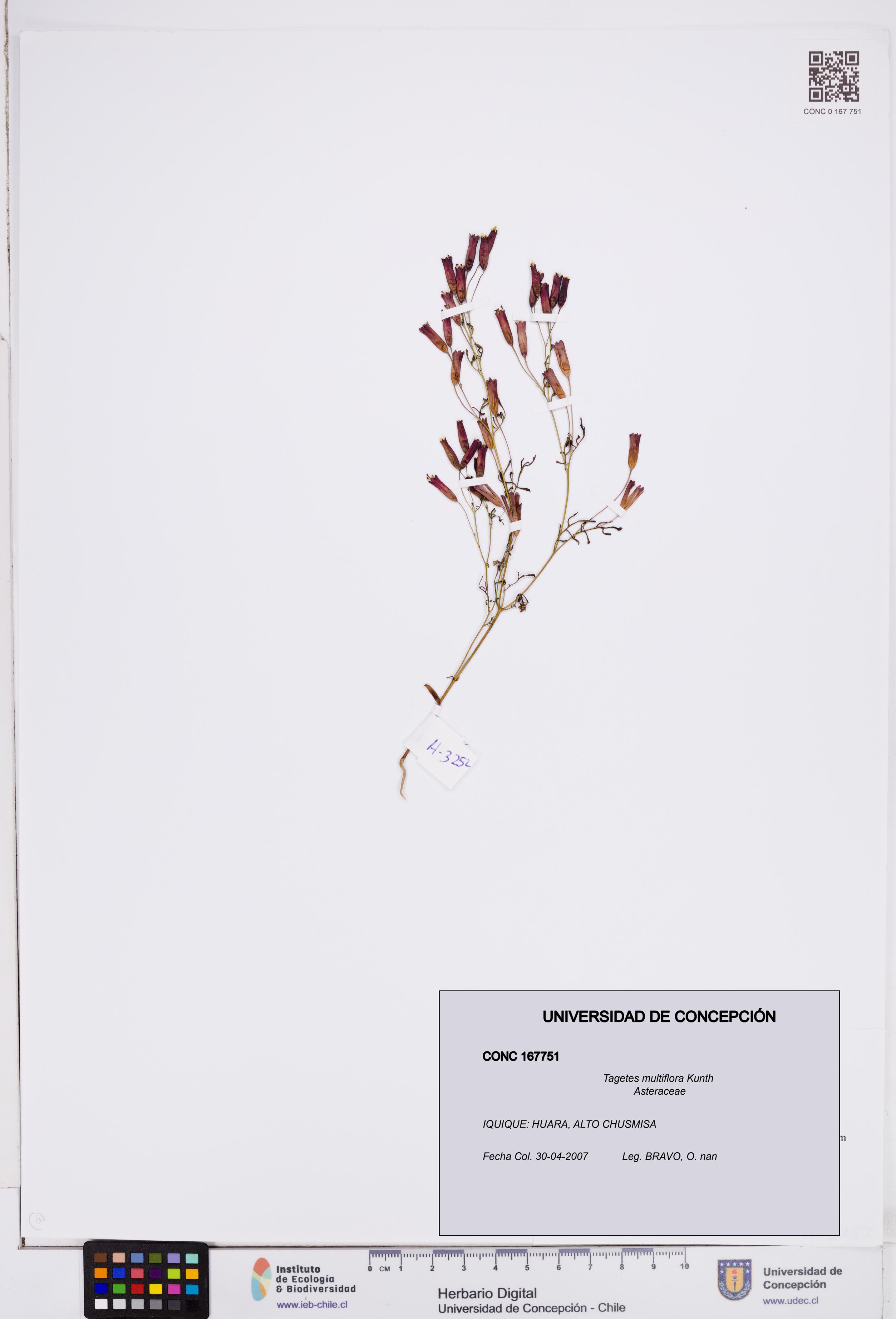 Tagetes multiflora [Espécimen: ]