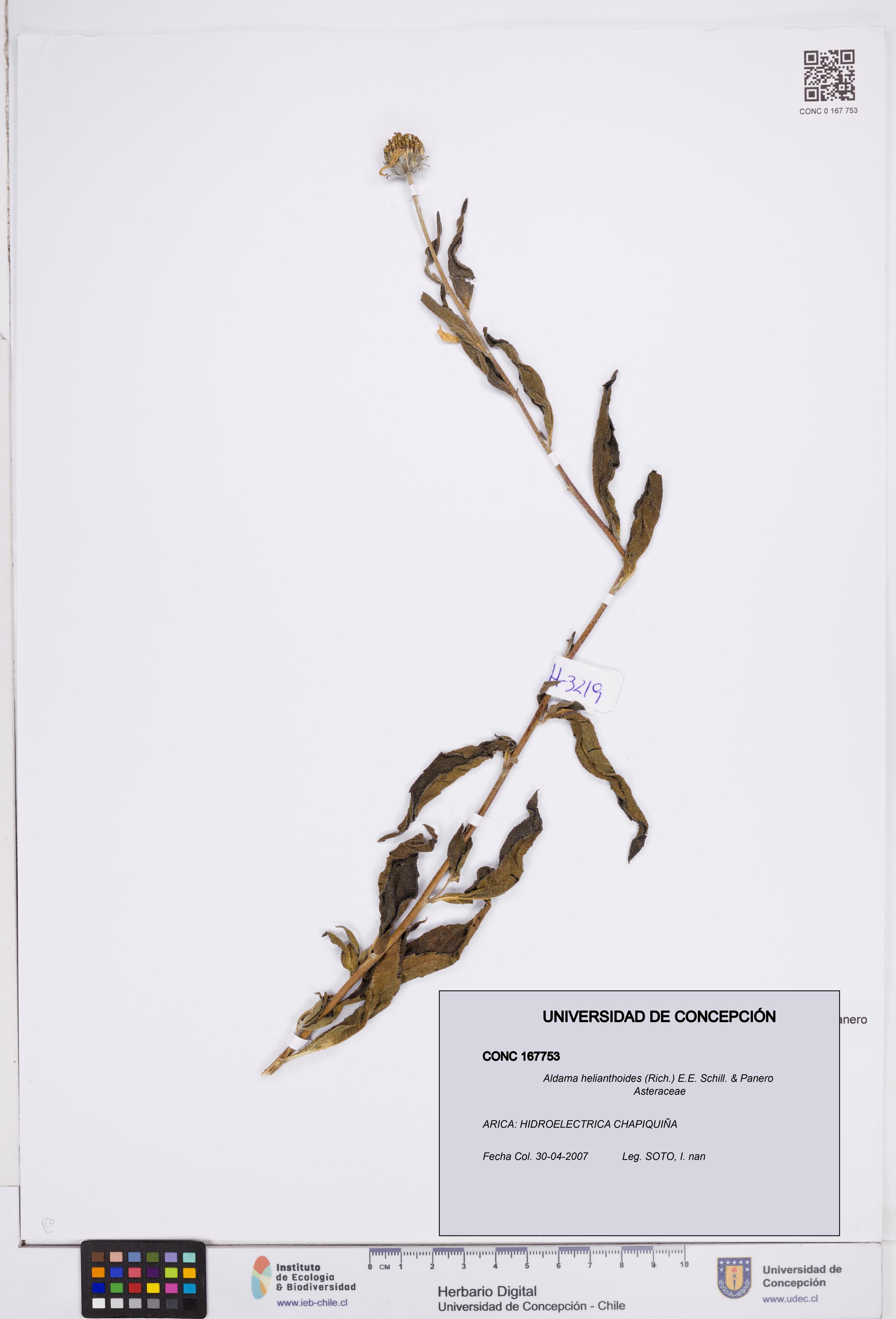 Aldama helianthoides [Espécimen: ]