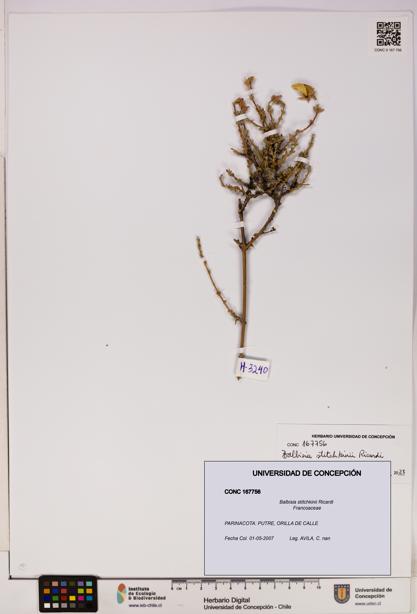 Balbisia stitchkinii [Espécimen: UDEC:CONC:0167756]