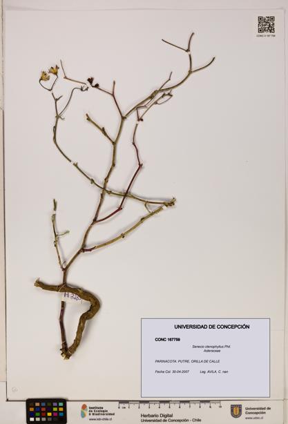 Senecio ctenophyllus [Espécimen: UDEC:CONC:0167759]