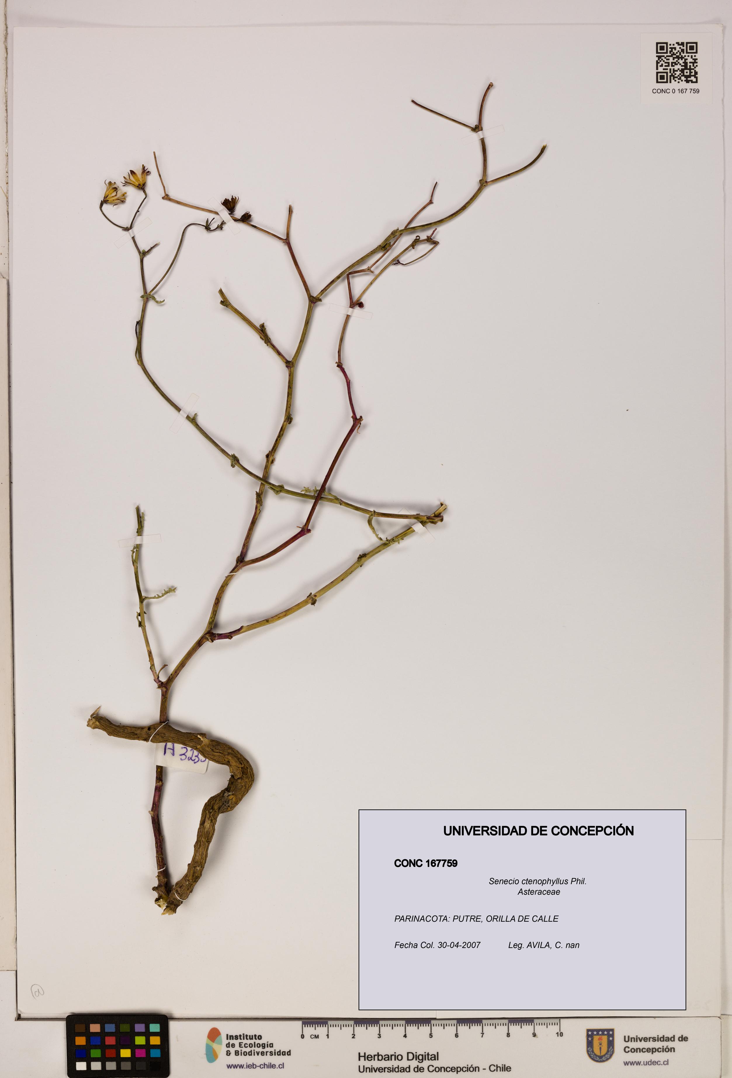 Senecio ctenophyllus [Espécimen: UDEC:CONC:0167759]