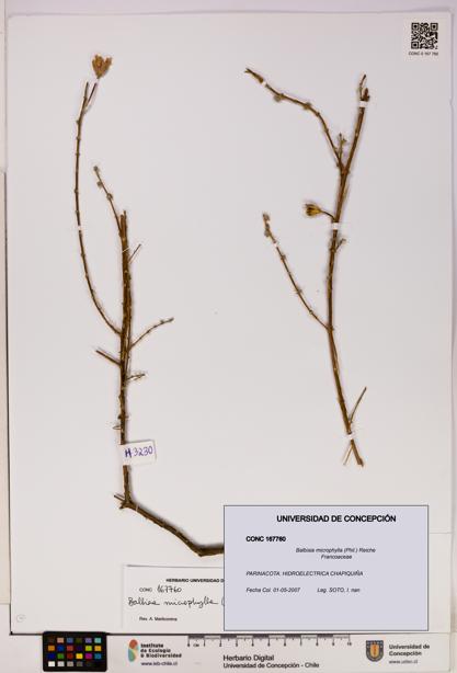 Balbisia microphylla [Espécimen: UDEC:CONC:0167760]