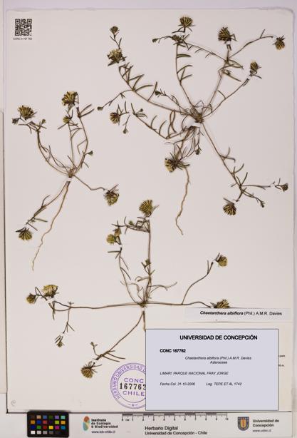Chaetanthera albiflora [Espécimen: UDEC:CONC:0167762]