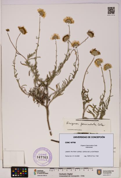 Erigeron fasciculatus [Espécimen: UDEC:CONC:0167763]