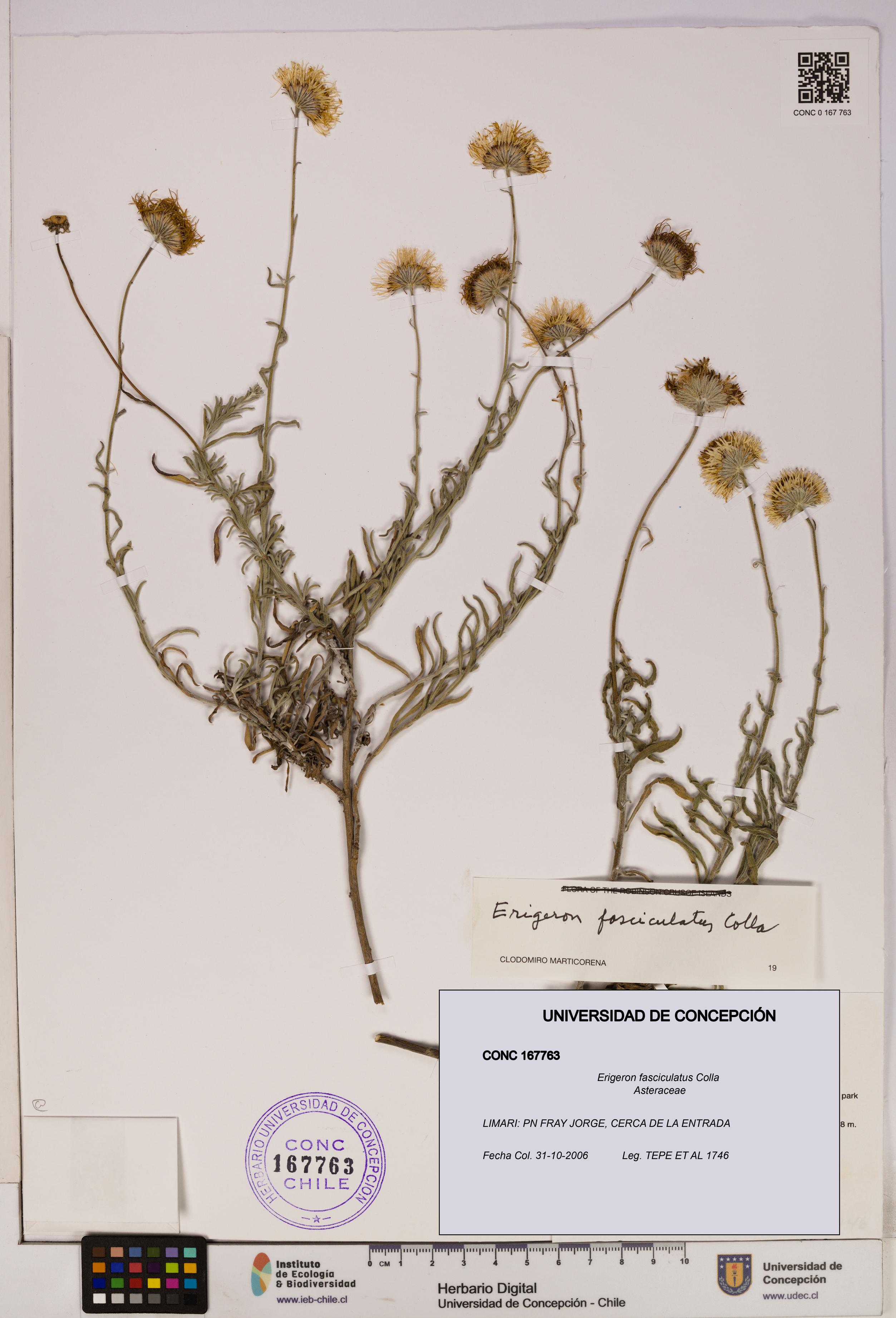 Erigeron fasciculatus [Espécimen: UDEC:CONC:0167763]