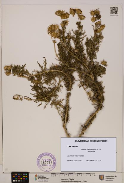 Senecio bahioides [Espécimen: UDEC:CONC:0167769]