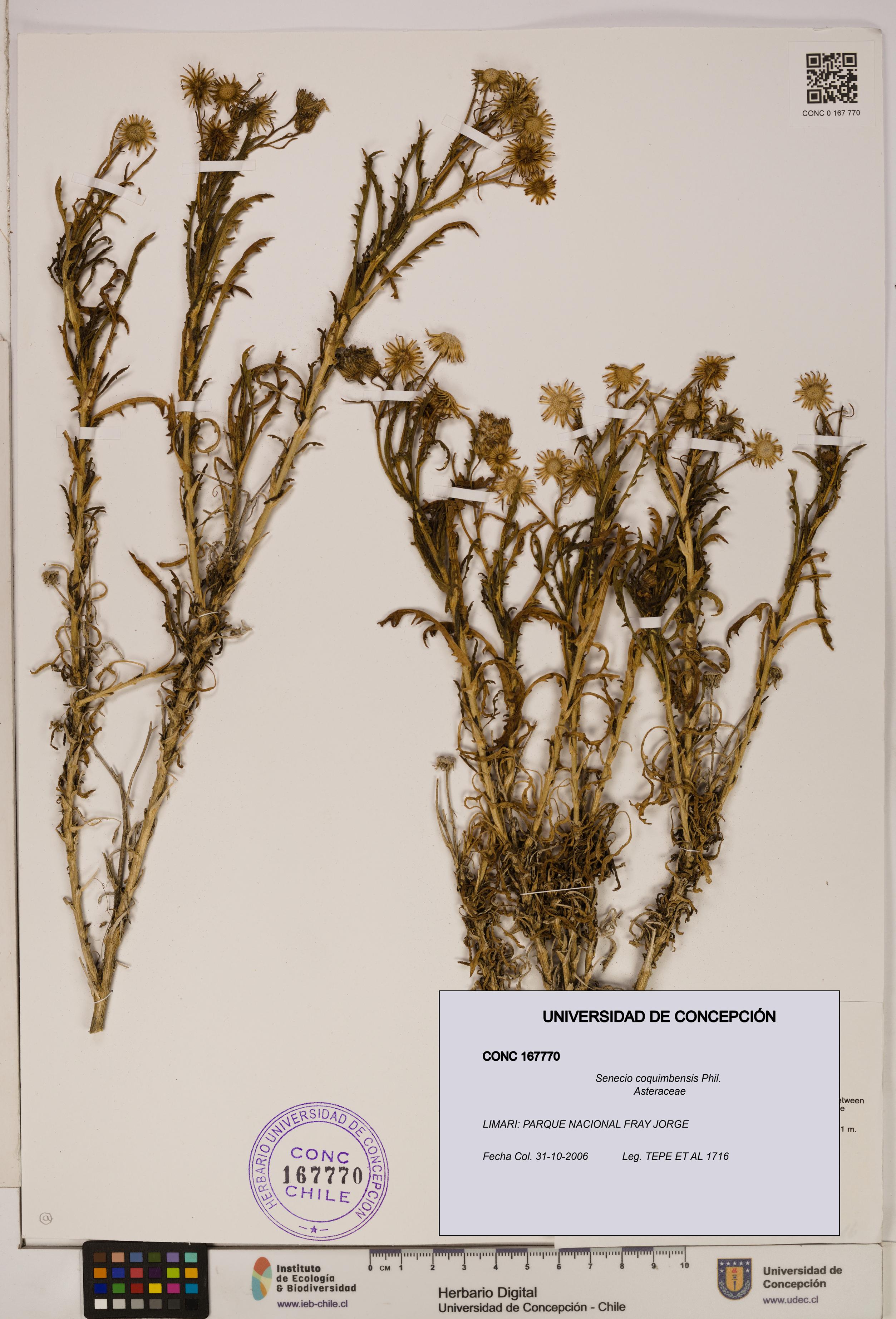 Senecio coquimbensis [Espécimen: UDEC:CONC:0167770]
