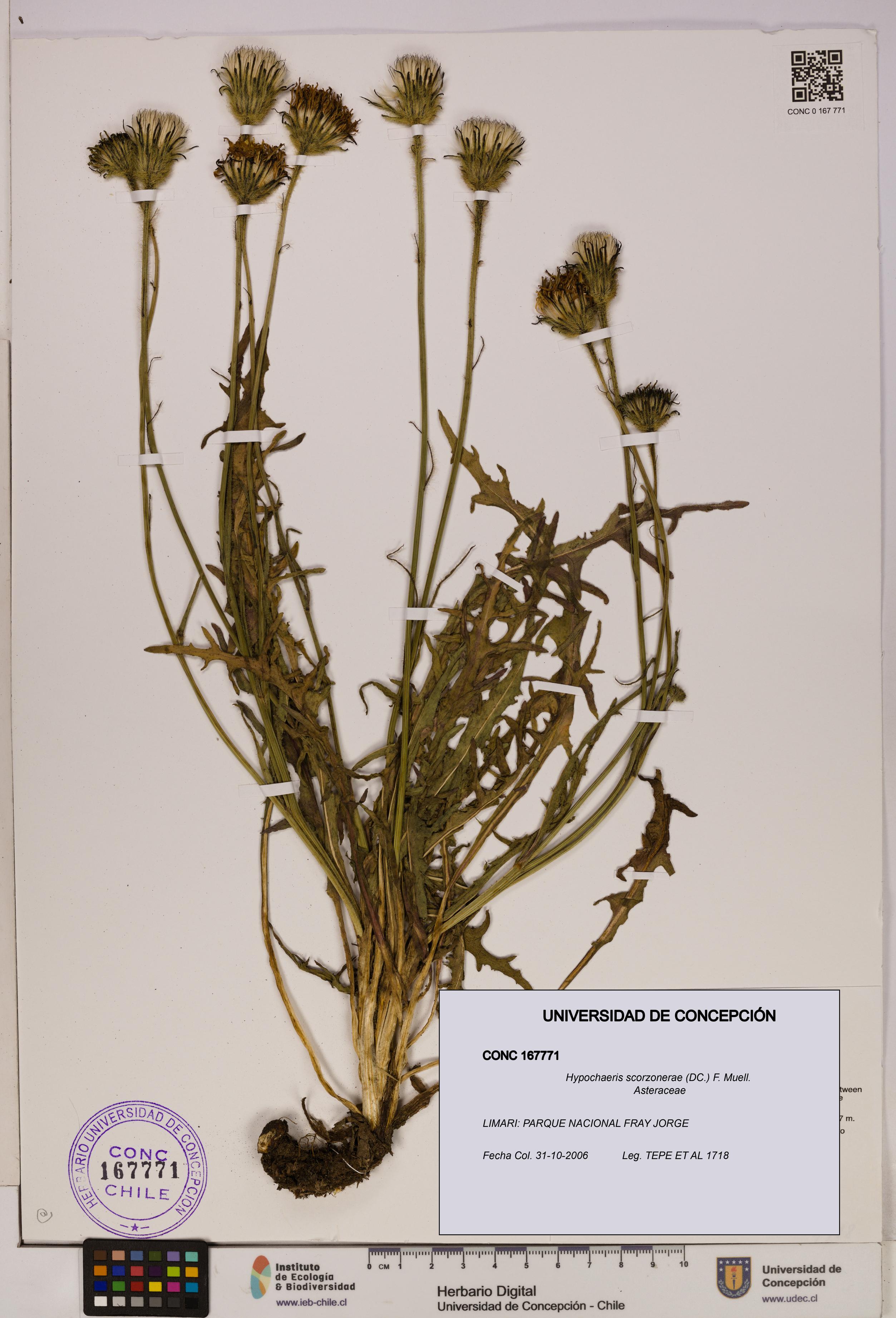 Hypochaeris scorzonerae [Espécimen: UDEC:CONC:0167771]
