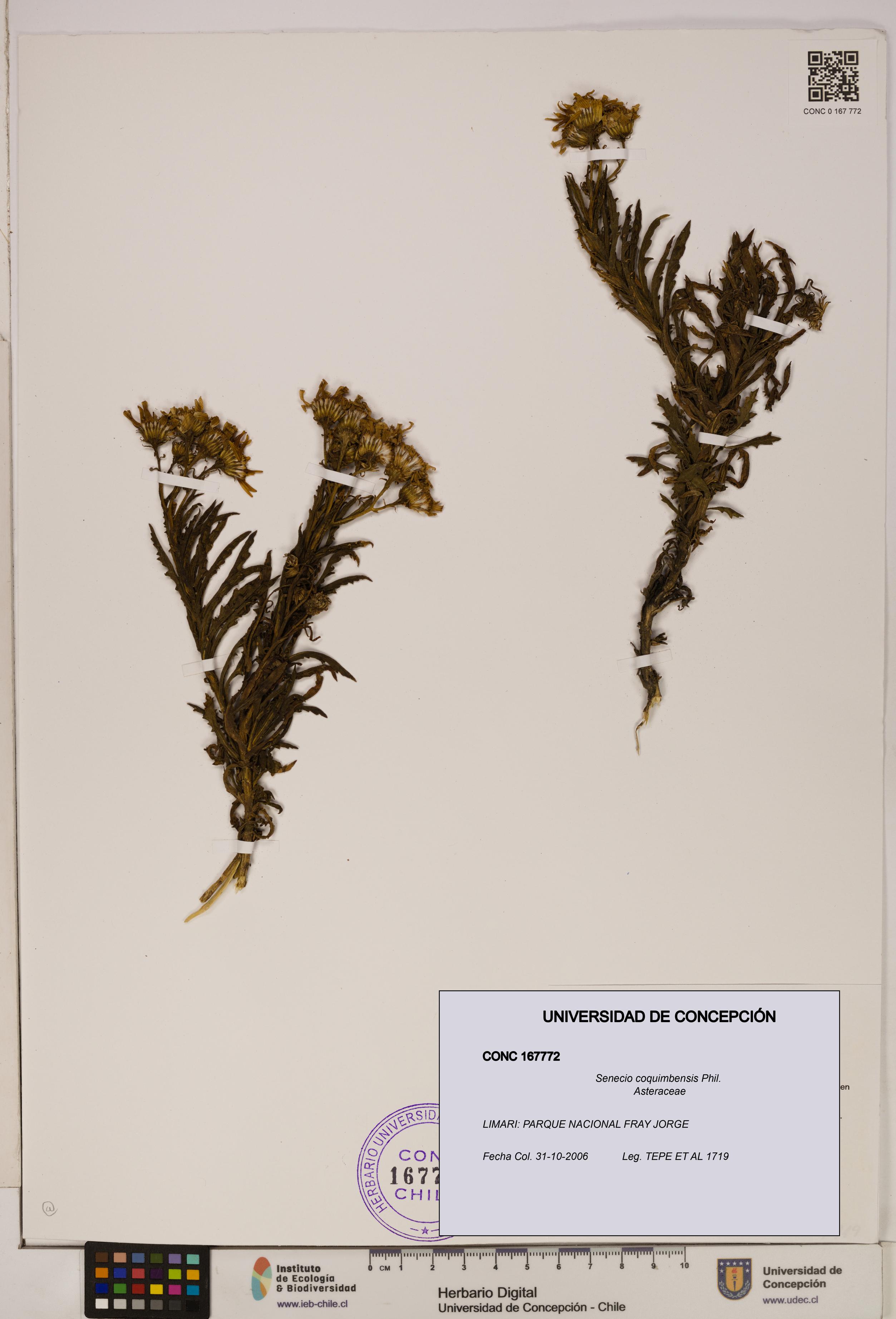 Senecio coquimbensis [Espécimen: UDEC:CONC:0167772]