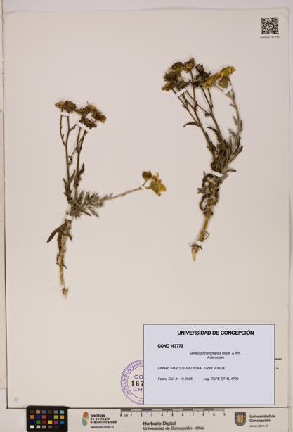 Senecio brunonianus [Espécimen: UDEC:CONC:0167773]