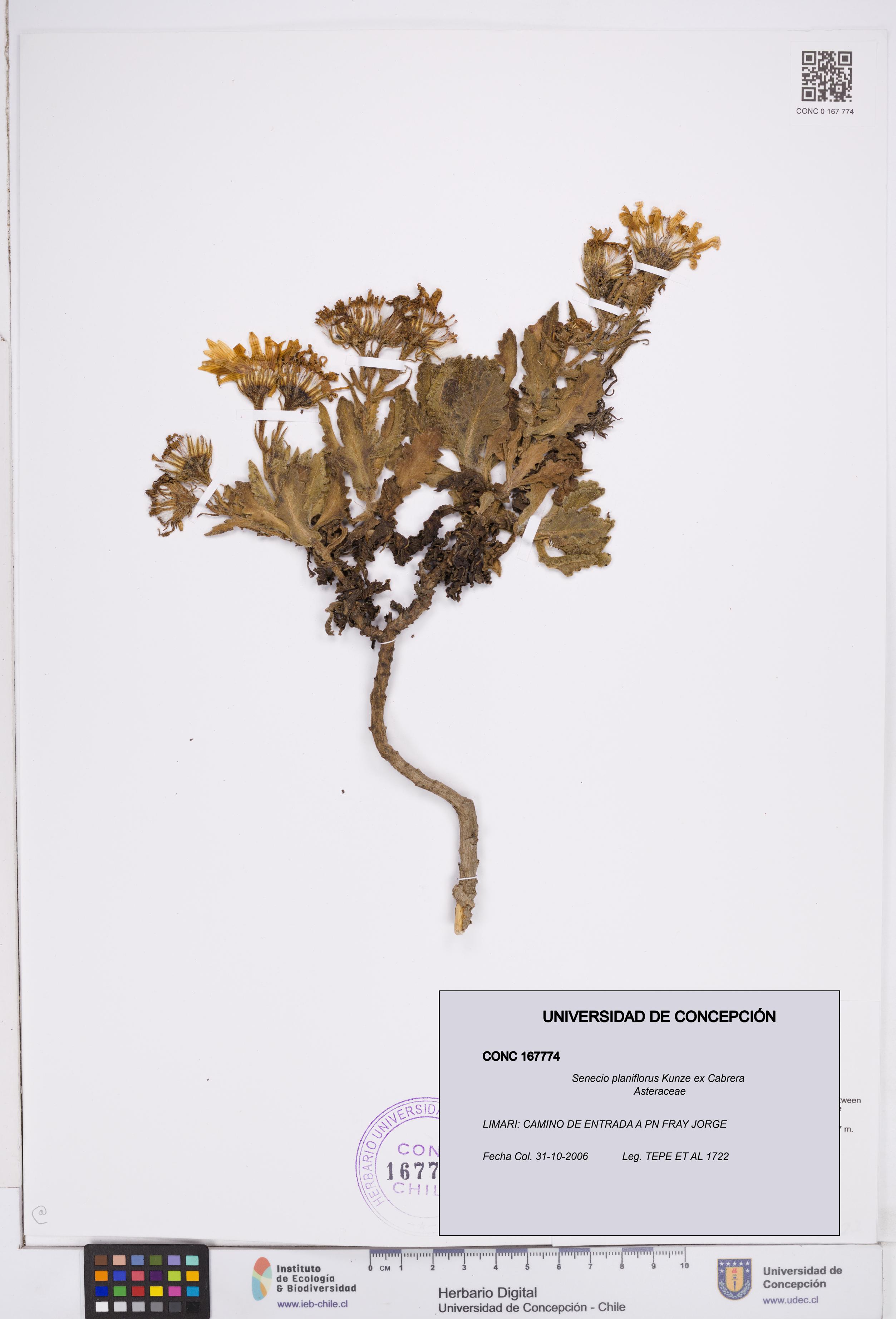 Senecio planiflorus [Espécimen: ]