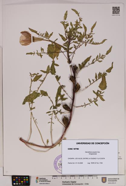 Oenothera acaulis [Espécimen: UDEC:CONC:0167780]