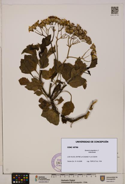 Senecio angulatus [Espécimen: UDEC:CONC:0167783]