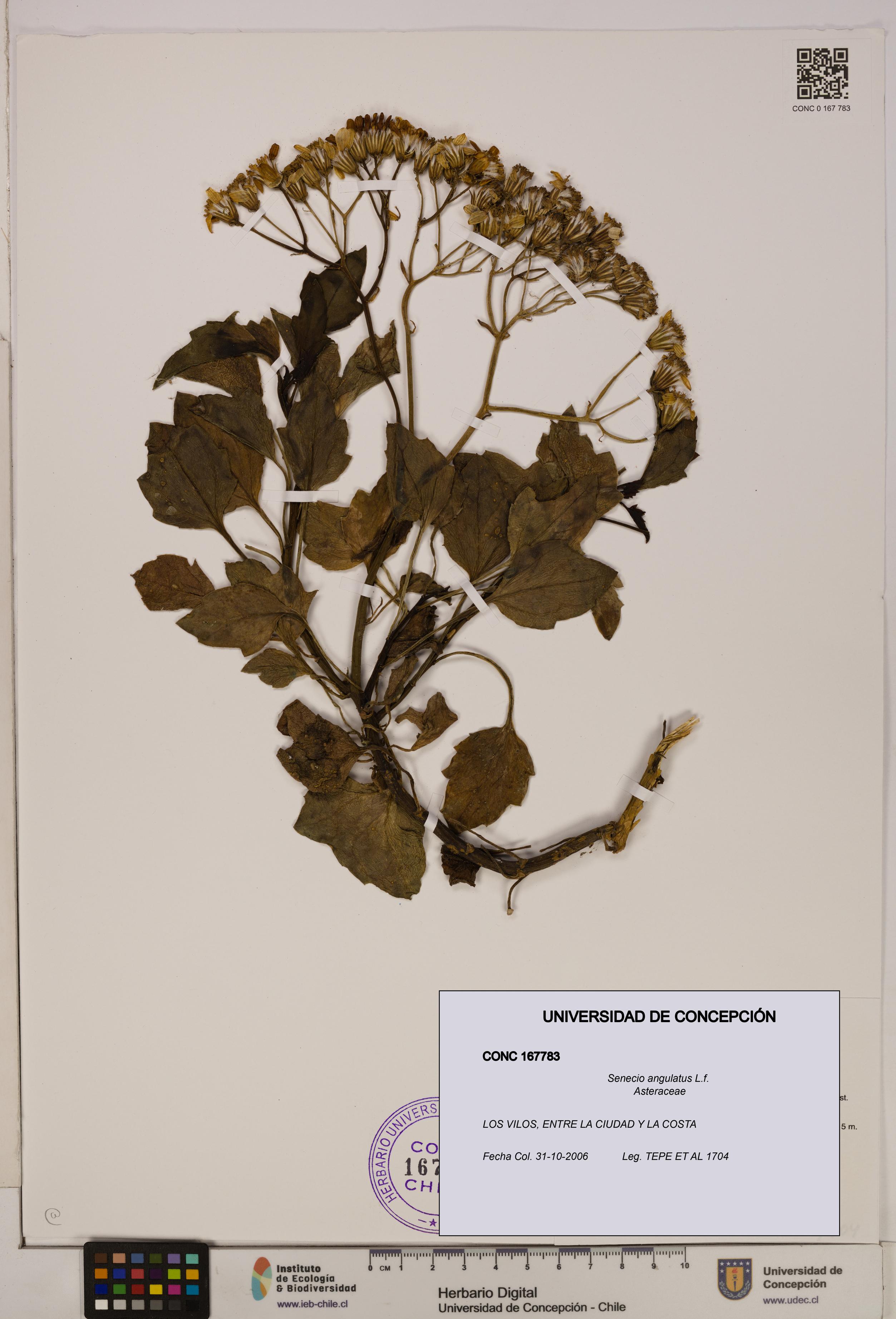 Senecio angulatus [Espécimen: UDEC:CONC:0167783]