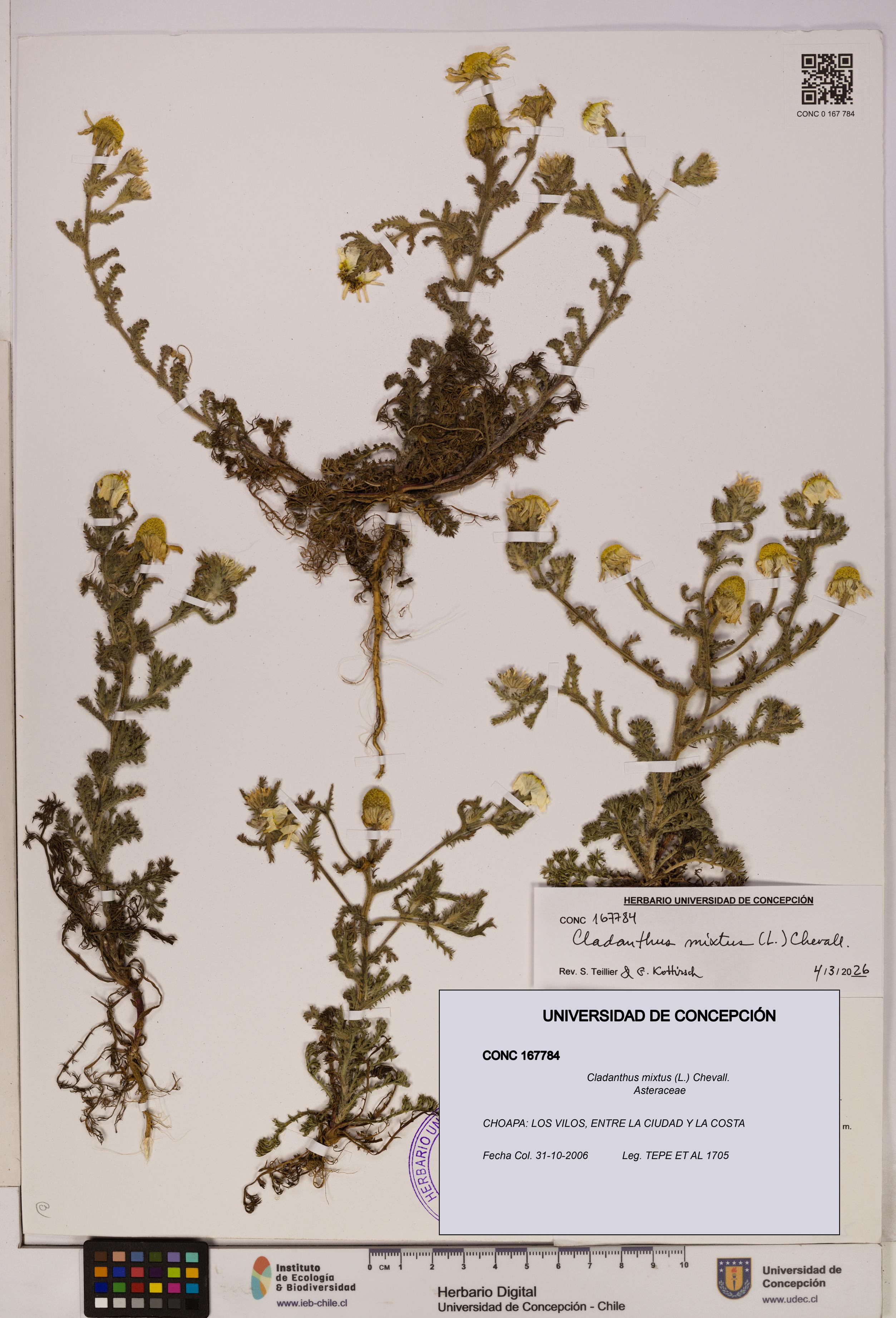 Cladanthus mixtus [Espécimen: UDEC:CONC:0167784]