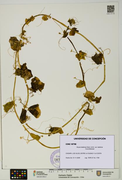 Sicyos baderoa var. baderoa [Espécimen: UDEC:CONC:0167785]