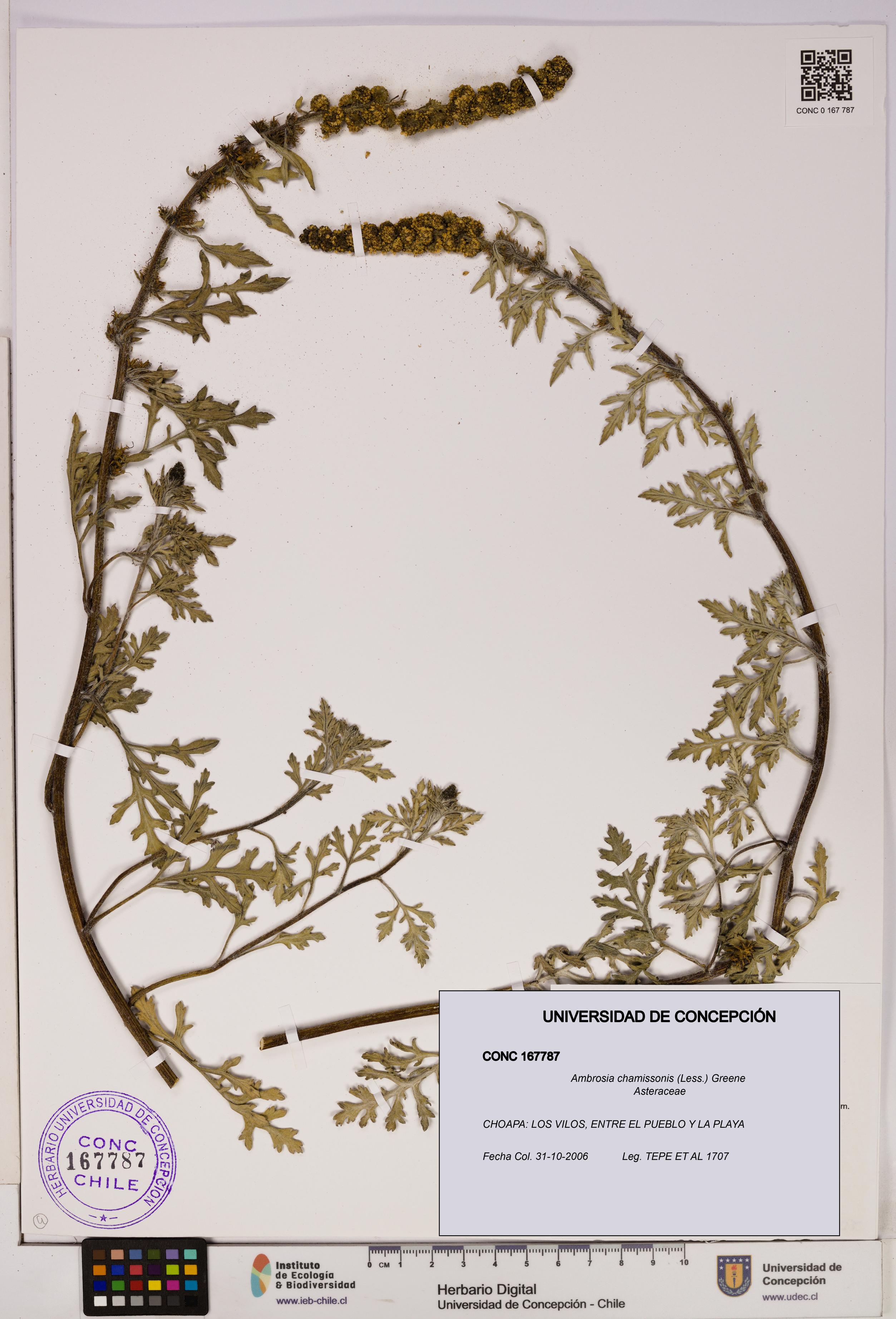 Ambrosia chamissonis [Espécimen: UDEC:CONC:0167787]
