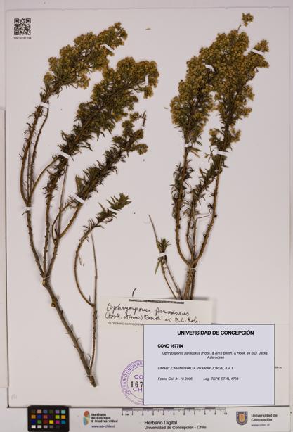 Ophryosporus paradoxus [Espécimen: UDEC:CONC:0167794]