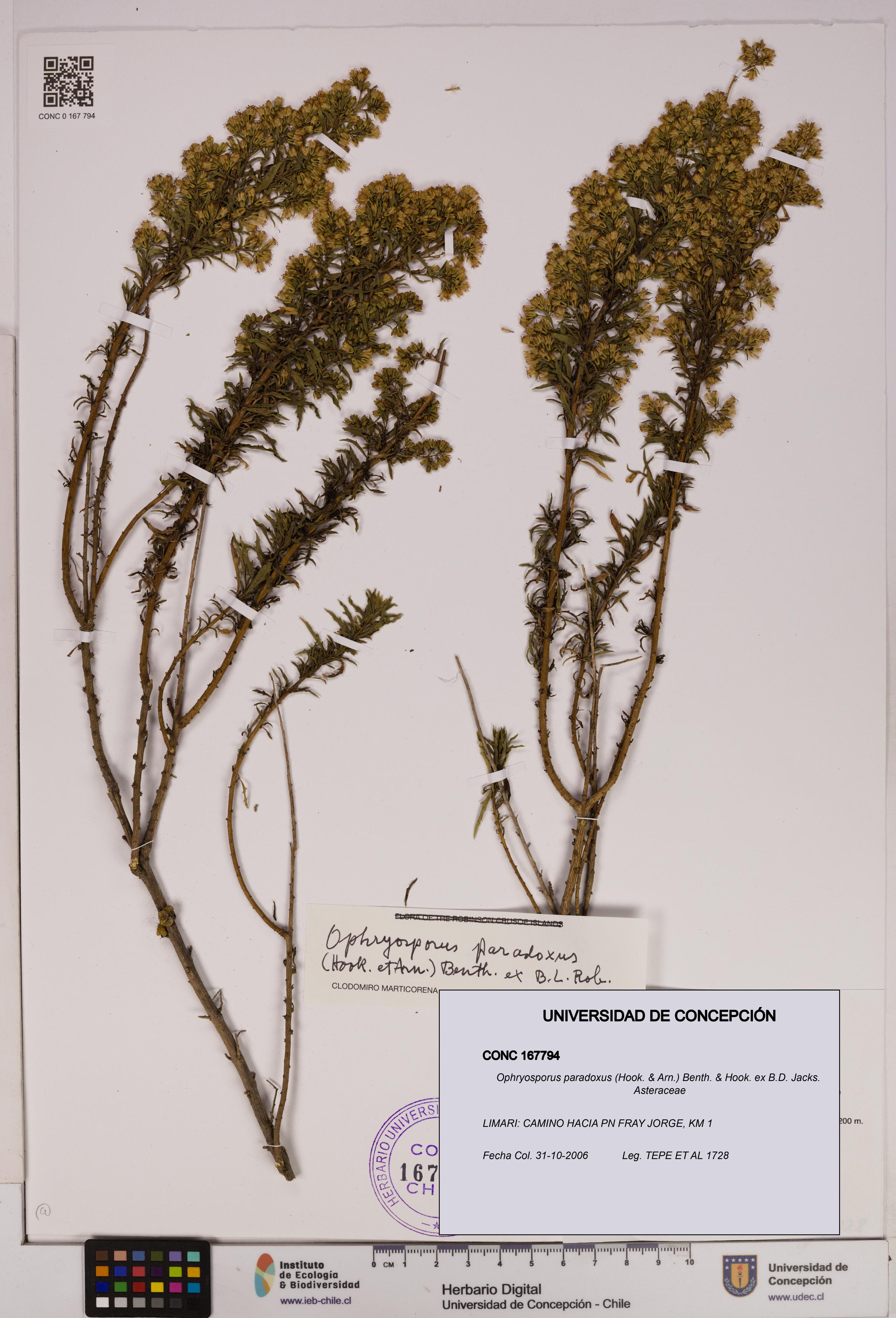 Ophryosporus paradoxus [Espécimen: UDEC:CONC:0167794]