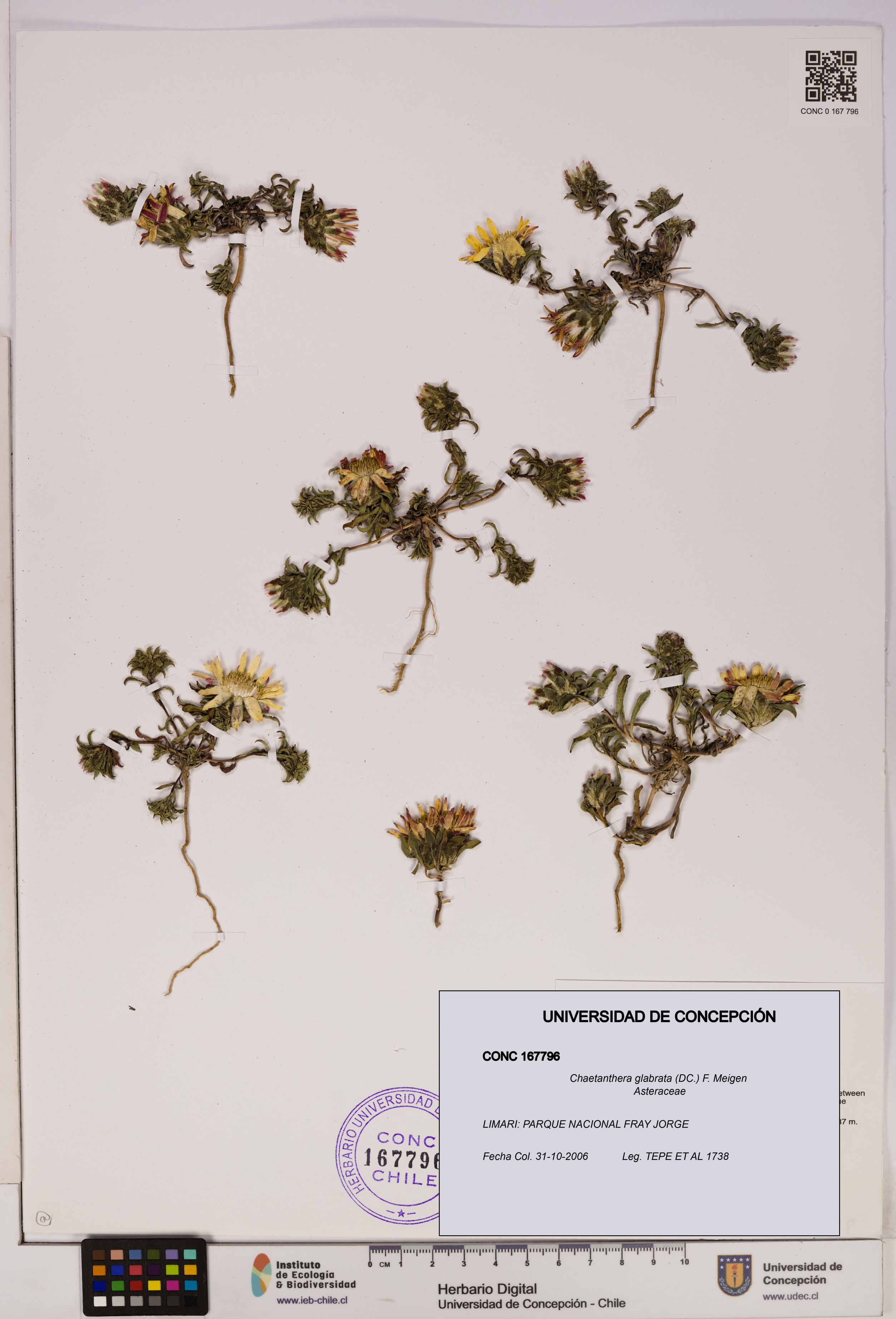 Chaetanthera glabrata [Espécimen: UDEC:CONC:0167796]