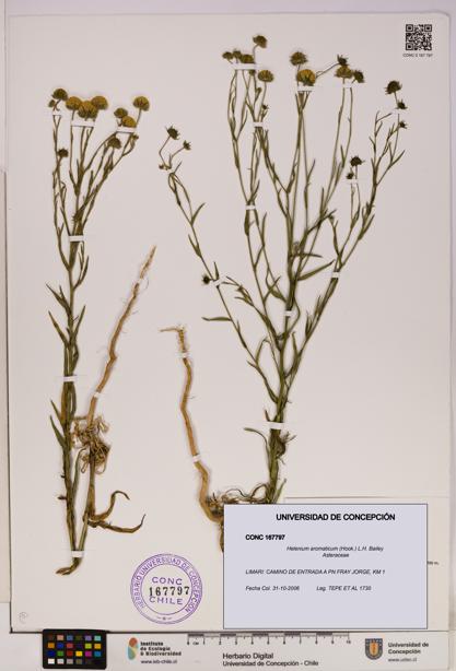 Helenium aromaticum [Espécimen: UDEC:CONC:0167797]