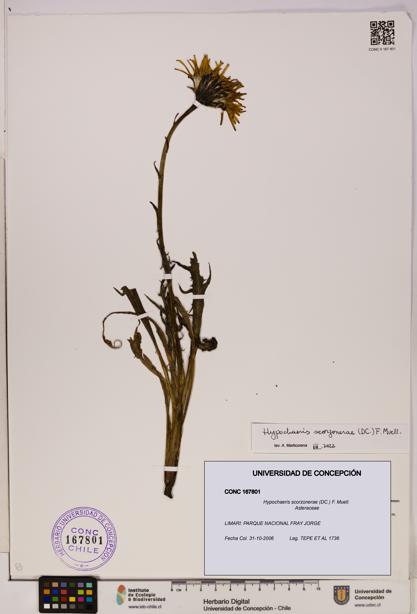 Hypochaeris scorzonerae [Espécimen: UDEC:CONC:0167801]