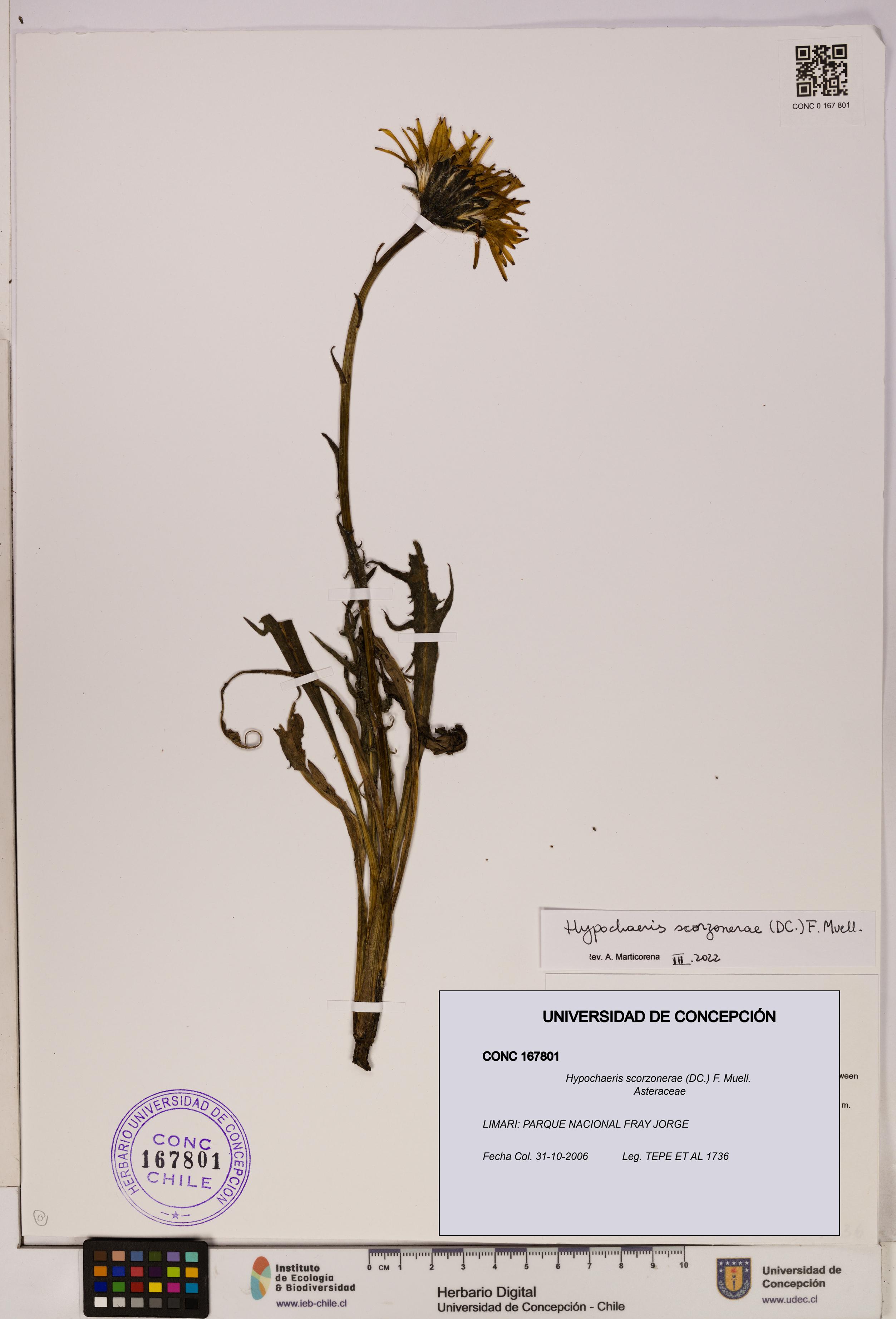 Hypochaeris scorzonerae [Espécimen: UDEC:CONC:0167801]