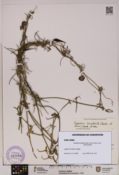 Tweedia birostrata [Espécimen: UDEC:CONC:0167803]