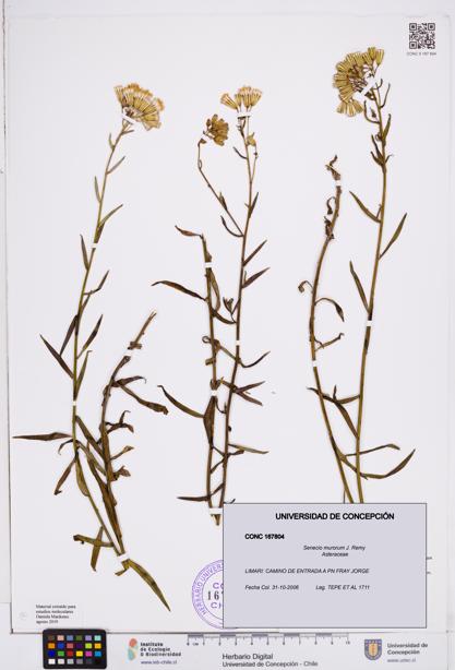 Senecio murorum [Espécimen: ]