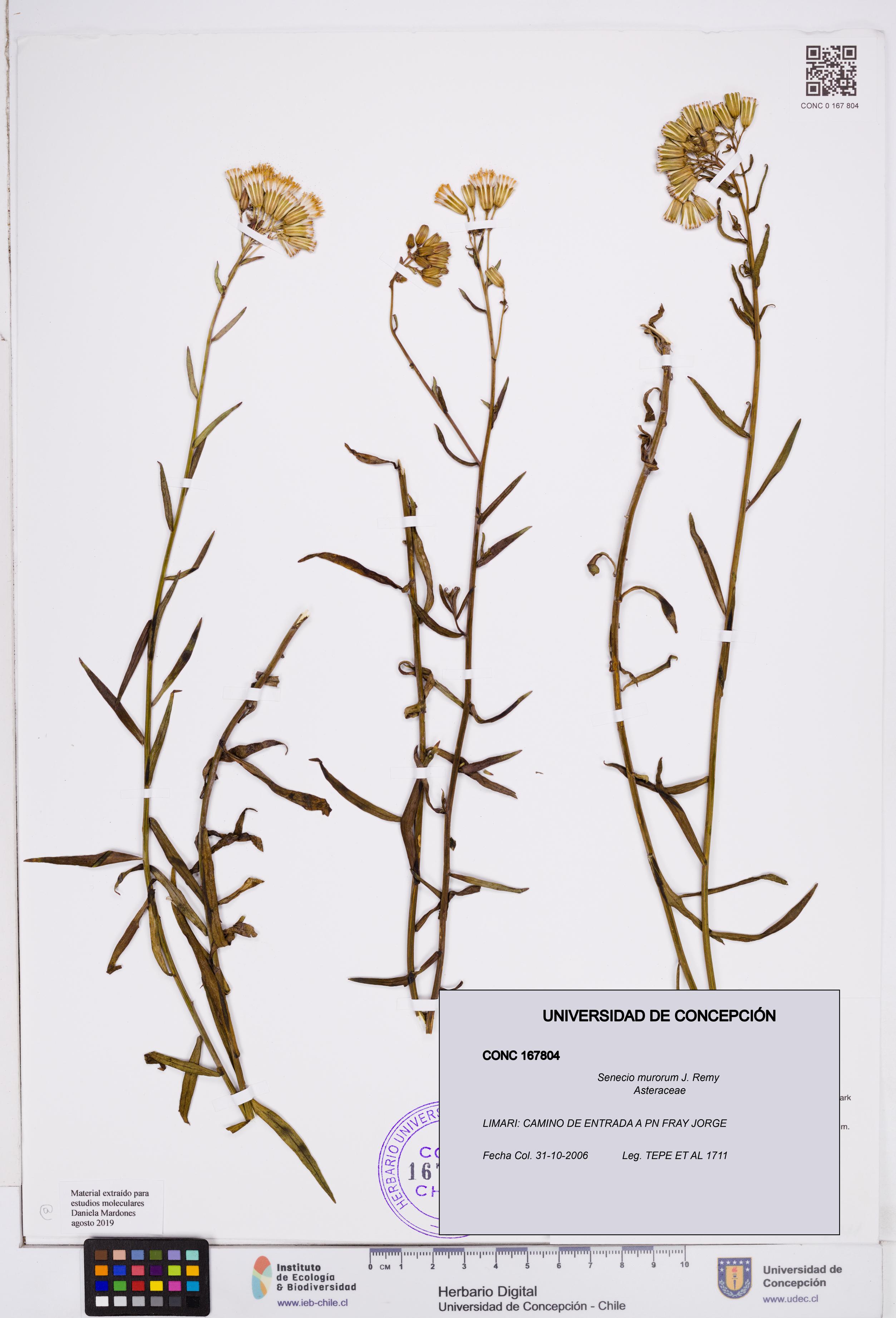 Senecio murorum [Espécimen: ]