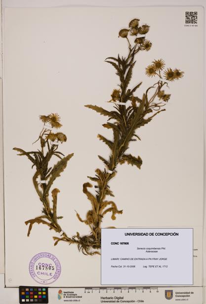 Senecio coquimbensis [Espécimen: UDEC:CONC:0167805]