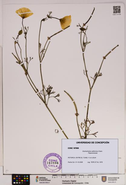 Eschscholzia californica [Espécimen: UDEC:CONC:0167806]