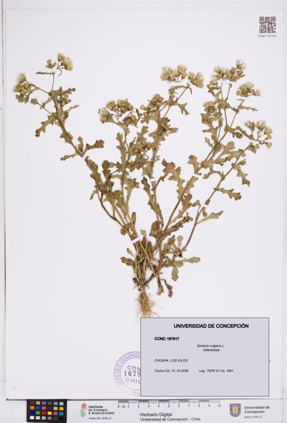 Senecio vulgaris [Espécimen: ]