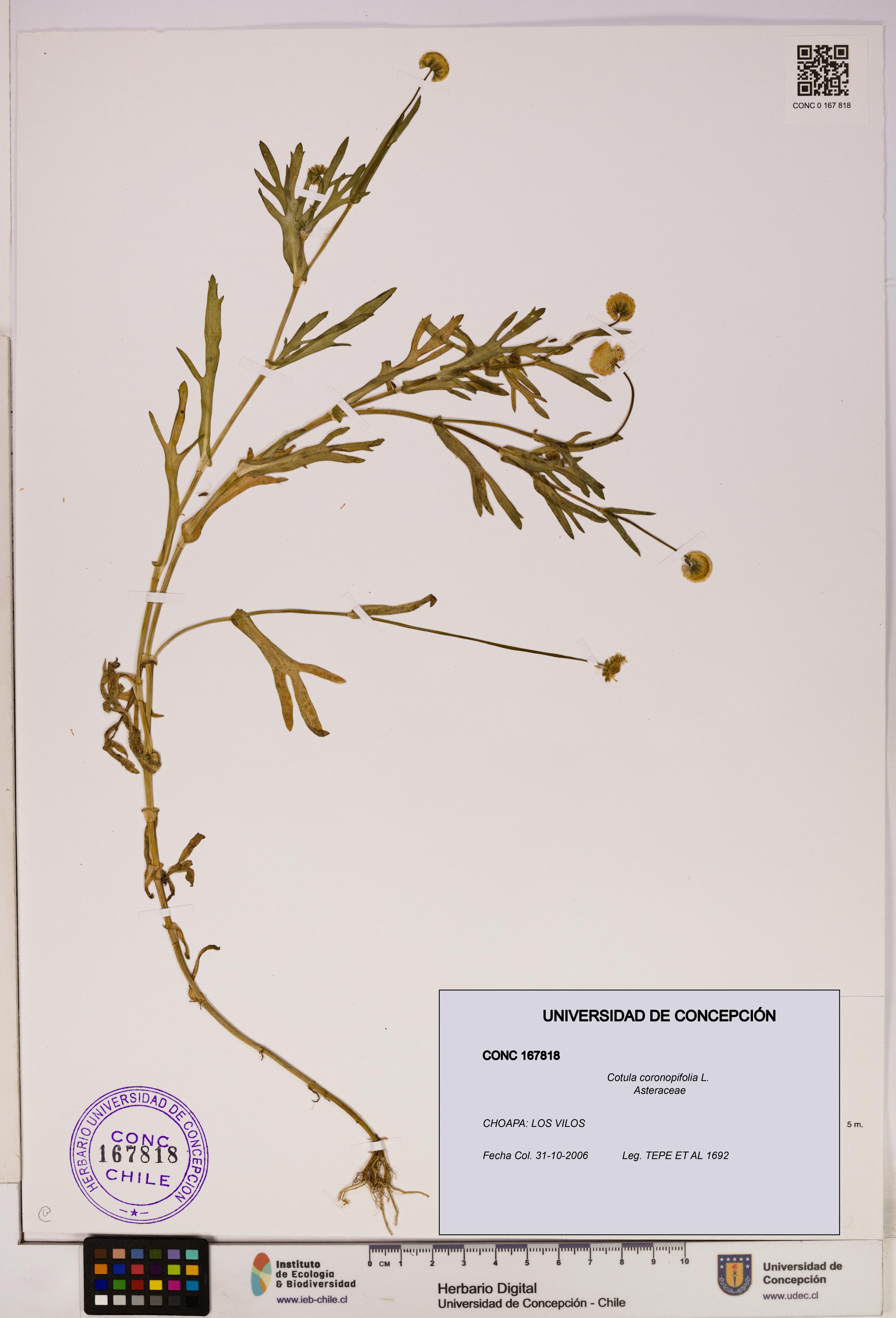 Cotula coronopifolia [Espécimen: UDEC:CONC:0167818]