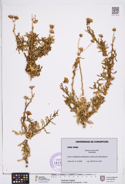 Senecio murinus [Espécimen: ]