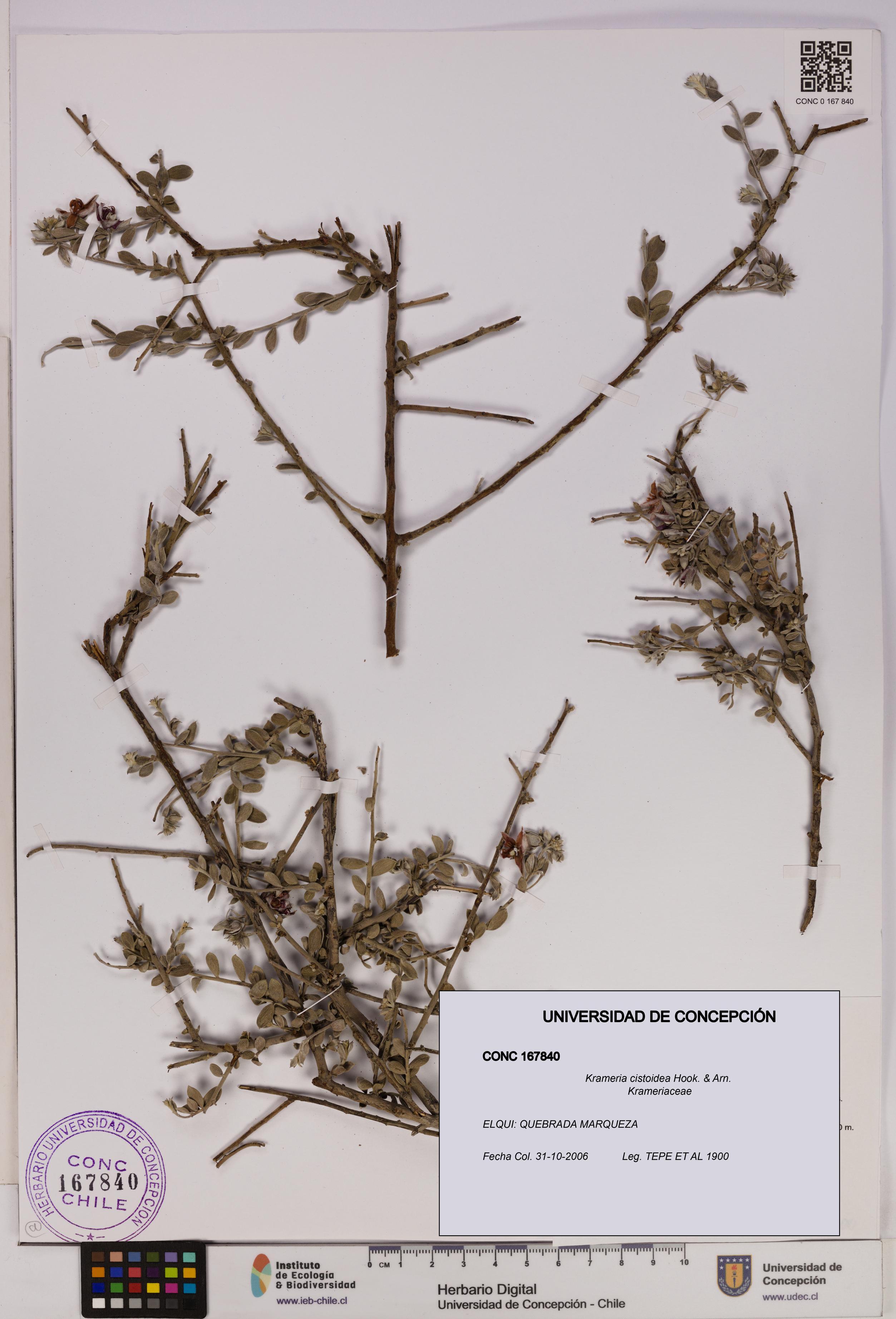 Krameria cistoidea [Espécimen: UDEC:CONC:0167840]
