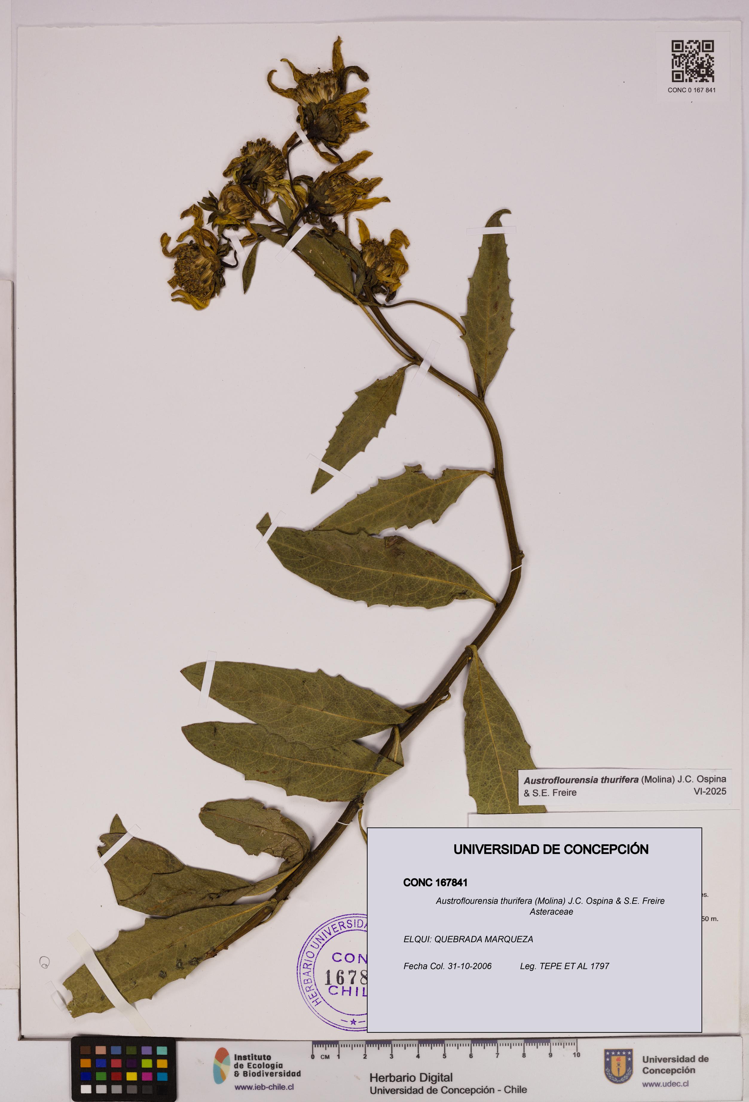 Austroflourensia thurifera [Espécimen: UDEC:CONC:0167841]