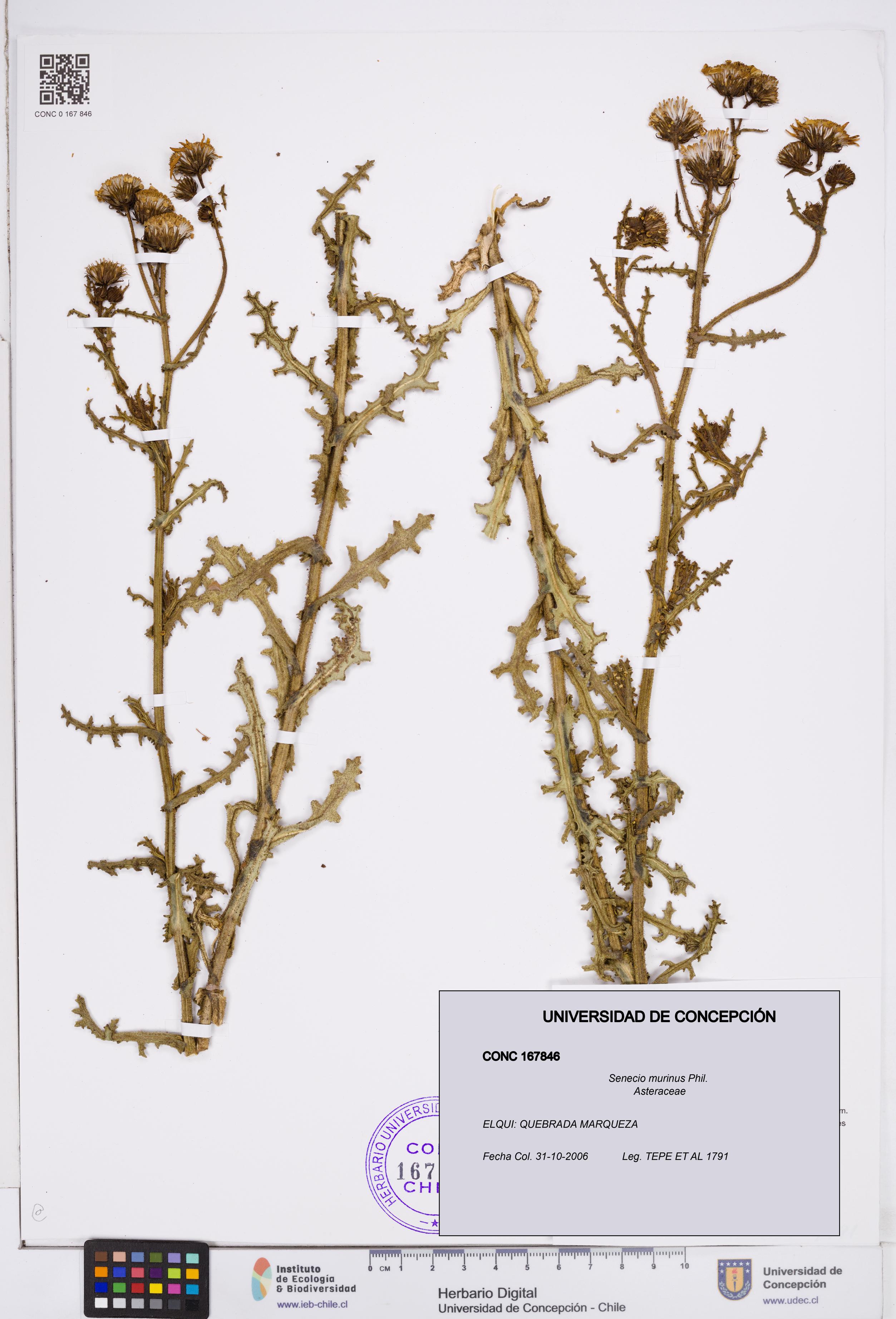 Senecio murinus [Espécimen: ]
