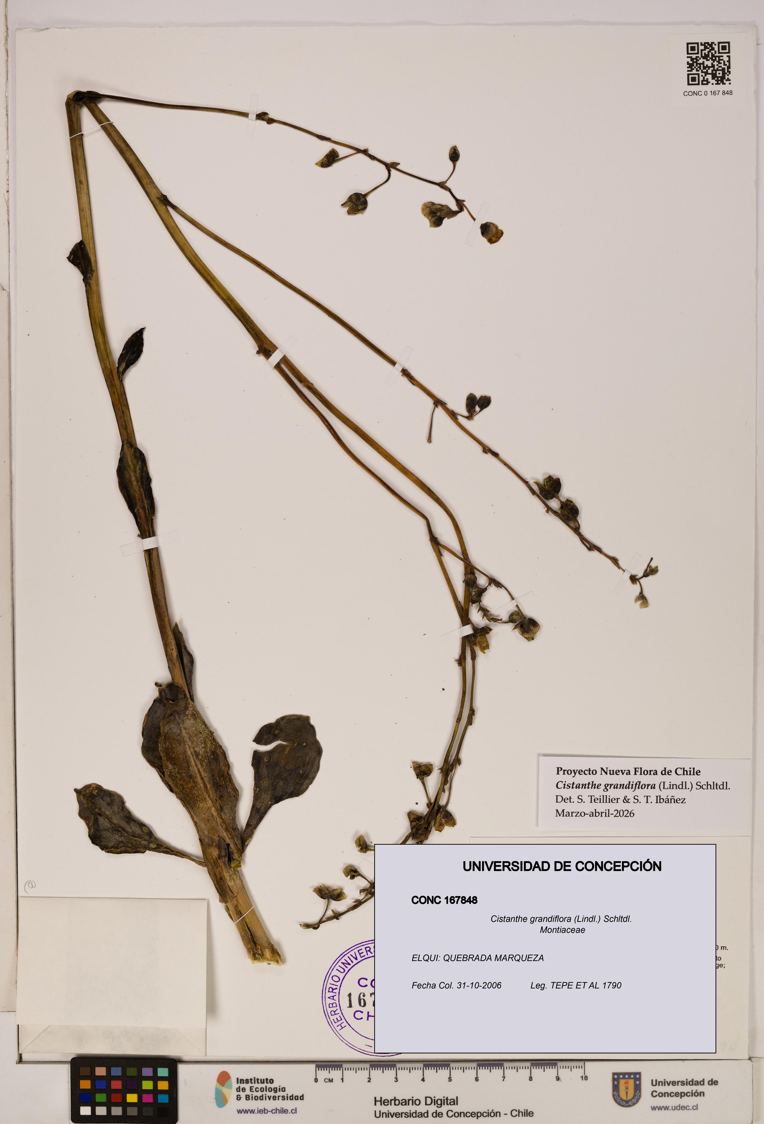 Cistanthe grandiflora [Espécimen: UDEC:CONC:0167848]